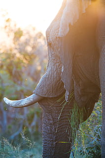 selektiv, fokus fotografering, elefant, nærbilde, bilde, svart, voksen, planter, oransje, solnedgang, natur, utendørs, mennesker, kvinner, livsstil, kjærlighet, menn, ung voksen, høst, dag, tre, ingen folk, fokusere på forgrunnen, anlegg, ett dyr, dyre temaer, stamme, land, pattedyr, dyr, trestamme, felt, sidevisning, vekst, gress, ro, 4K, CC0, offentlig domene, opphavsrett gratis