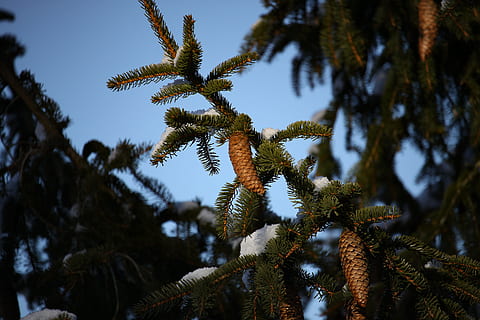 gran, kottar, vinter-, träd, växt, tillväxt, skönhet i naturen, himmel, lågvinkelvy, inget folk, natur, tall, lugn, fokusera på förgrunden, dag, barrträd, gren, grön färg, utomhus, närbild, Pinaceae, blad, solljus, tallskog, 4K, CC0, offentligt domän, royaltyfria