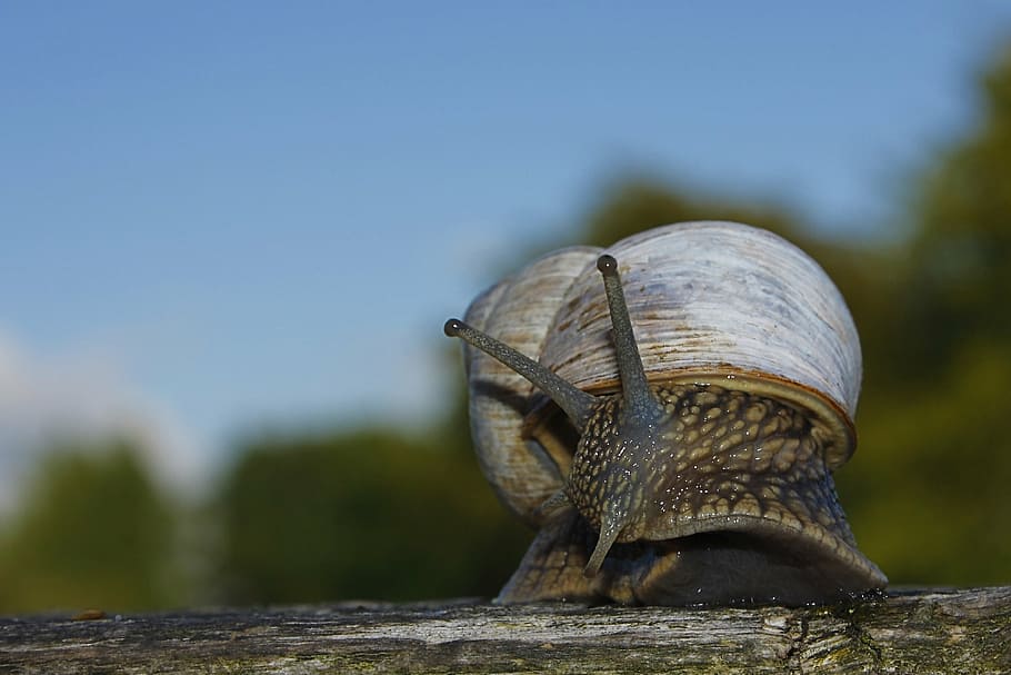 cargol marró, cargol, shell, escargots, lentament, mol·lusc, lent, naturalesa, animals, cargols, jardí, animal, vida salvatge, temes d'animals, fauna animal, animals a la natura, un animal, centrar-se en primer pla, primer pla, dia, cap gent, rèptil, vertebrats, tortuga, a l'aire lliure, closca d’animals, material de fusta, enfocament selectiu, llum solar, part del cos dels animals, marí, 4K