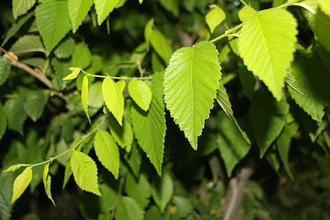 verd, fons, ull, full, les fulles, creixement, la vida, arbre, somni, lluita, part de la planta, color verd, planta, naturalesa, primer pla, dia, bellesa a la natura, centrar-se en primer pla, cap gent, menjar i beguda, a l'aire lliure, menjar, llum solar, frescor, enfocament selectiu, conservació del medi ambient, terra, fulles, 5K, CC0, domini públic, lliure de regalies
