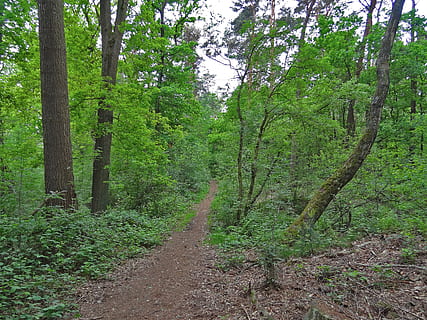 camí forestal, bosc, lluny, roure, bedoll, caminar pel bosc, fusta de faig, bosc mixt, estiu, bosc d’estiu, mores, arbre, planta, terra, creixement, tranquil·litat, color verd, bellesa a la natura, naturalesa, cap gent, escena tranquil·la, escenics - natura, dia, escena no urbana, direcció, paisatge, tronc, tronc de l'arbre, medi ambient, sendera, a l'aire lliure, ruta, 2K, CC0, domini públic, lliure de regalies