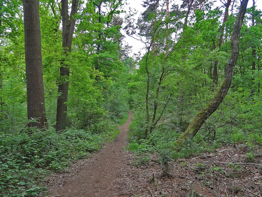 camí forestal, bosc, lluny, roure, bedoll, caminar pel bosc, fusta de faig, bosc mixt, estiu, bosc d’estiu, mores, arbre, planta, terra, creixement, tranquil·litat, color verd, bellesa a la natura, naturalesa, cap gent, escena tranquil·la, escenics - natura, dia, escena no urbana, direcció, paisatge, tronc, tronc de l'arbre, medi ambient, sendera, a l'aire lliure, ruta, 2K