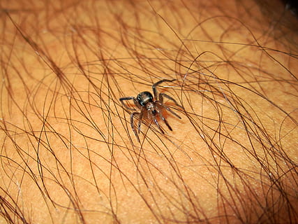 ragno, insetto, Morso di zecca, Pericolo, selvaggio, zecca, mordere, predatore, pauroso, natura, animale, aracnofobia, gamba, paura, invertebrato, raccapricciante, aracnide, pelle, pericoloso, peloso, veleno, velenoso, tossico, protezione, creatura, un animale, temi animali, animali allo stato selvatico, fauna selvatica, avvicinamento, pelle umana, parte del corpo umano, messa a fuoco selettiva, giorno, una persona, persona irriconoscibile, persone reali, mano umana, Marrone, Capello umano, 1080P, CC0, dominio pubblico, privo di copyright