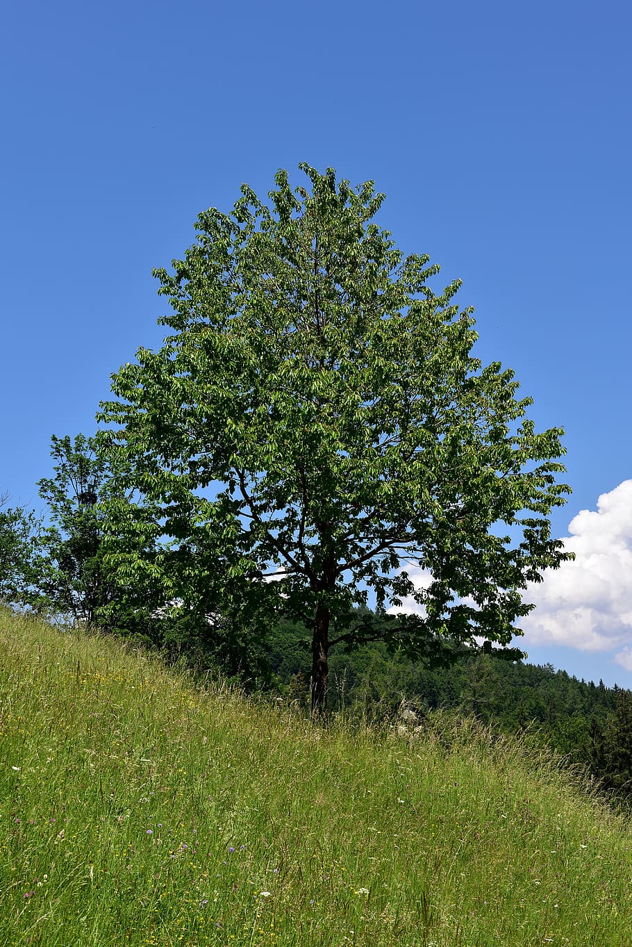 arbre, arbre caducifoli, paisatge, naturalesa, prat, cel, pendent, planta, creixement, camp, herba, terra, bellesa a la natura, color verd, tranquil·litat, cap gent, escena tranquil·la, dia, blau, medi ambient, escenics - natura, a l'aire lliure, escena no urbana, ruta, 5K