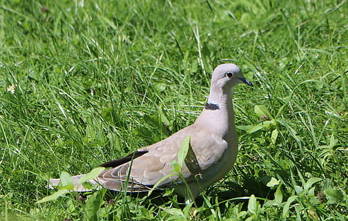 Taube, Gras, ergattert, grau, Grün, Vögel, Natur, Vogel, Nackenstreifen, Streifen, Ring, Halsring, Tiere, Garten, Wirbeltier, Tiere in freier Wildbahn, Tierwelt, Tierthemen, Tier, Pflanze, ein Tier, grüne Farbe, Feld, Land, keine Leute, Wachstum, Tag, Taubenvogel, draußen, Nahansicht, Ente, 2K, CC0, gemeinfrei, lizenzfrei