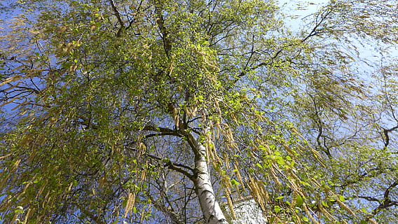 birch, spring, tree, skyward, plant, growth, low angle view, beauty in nature, day, nature, no people, tranquility, branch, land, forest, sky, outdoors, green color, full frame, tree trunk, backgrounds, trunk, scenics - nature, tree canopy, coniferous tree, bamboo - plant, 2K, CC0, public domain, royalty free