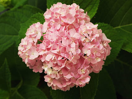 Çiçekler, hydrangeas, ağaç, pembe, doğa, çiçek, güzellik, romantik, pembe renk, kırılganlık, doğada güzellik, büyüme, bitki, çiçekli bitki, tazelik, taçyaprağı, kapatmak, Güvenlik açığı, Yaprak, bitki bölümü, çiçeklenme, çiçek kafa, insansız, gün, ön plana odaklanmak, açık havada, Çiçek demeti, 4K, CC0, kamu malı, telif ücretsiz