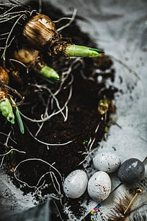 planting, seedlings, newspaper, covered, table, quail eggs, Woman, newspapers, plant, gardening, seedling, dirt, sapling, growth, growing, food, animal Nest, nature, animal Egg, easter, food and drink, healthy eating, no people, indoors, close-up, high angle view, day, focus on foreground, outdoors, freshness, land, egg, container, new life, still life, selective focus, green color, 4K
