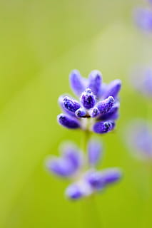 unscharfer Hintergrund, blühen, schließen, Flora, Blumen-, Blume, frisch, Garten, Grün, Natur, Pflanze, lila, geringe schärfentiefe, Frühling, beschwingt, Frische, blühende Pflanze, Schönheit in der Natur, Verletzlichkeit, Zerbrechlichkeit, Nahansicht, Wachstum, selektiver Fokus, Blütenstand, keine Leute, Blütenkopf, Blütenblatt, Blau, draußen, farbiger Hintergrund, Tag, Weichheit, 1080P, CC0, gemeinfrei, lizenzfrei