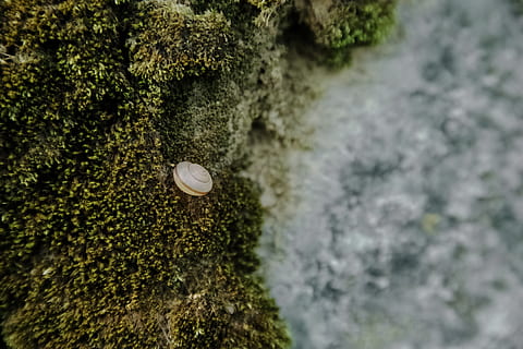 shell, cargol, textura, petit, planta, molsa, naturalesa, cap gent, enfocament selectiu, dia, bellesa a la natura, creixement, arbre, primer pla, a l'aire lliure, color verd, rock, vista d’angle alt, terra, sòlid, rock - object, fauna animal, tranquil·litat, marí, 5K, CC0, domini públic, lliure de regalies