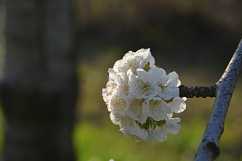 ciliegia, fiore, rametto, primavera, natura, fiori di primavera, giardino, macro, vicino, pianta, tacchino, macro chichewa, germoglio, colpi di dettaglio, sfondo, bellissimo, chichewa primavera, bianca, cielo, incidentalmente primavera, fiori bianchi, ramo di ciliegio, nessuno, crescita, avvicinamento, all'aperto, pianta fiorita, fragilità, vulnerabilità, bellezza nella natura, freschezza, Colore bianco, concentrarsi sulle conoscenze acquisite, fiorire, petalo, albero, infiorescenza, giorno, testa di fiore, fiore di ciliegio, polline, ciliegio, 5K, CC0, dominio pubblico, privo di copyright