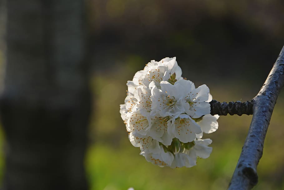 cirera, flor, ramita, primavera, naturalesa, flors de primavera, jardí, macro, tancar, planta, gall dindi, macro chichewa, brot, detalls de tirs, fons, bonic, primavera de chichewa, blanc, cel, incidentalment primavera, flors blanques, branca de la cirera, cap gent, creixement, primer pla, a l'aire lliure, planta amb flors, fragilitat, vulnerabilitat, bellesa a la natura, frescor, Color blanc, centrar-se en primer pla, pètal, arbre, inflorescència, dia, cap de flor, flor de cirerer, pol·len, cirerer, 5K