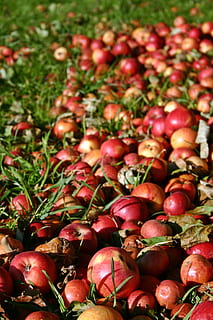 Apfel, rot, Glücksfall, Herbst, roter Apfel, Obst, Spätsommer, reif, Wiese, Gras, Obstgarten, Obstbaum Wiese, Essen und Trinken, Lebensmittel, Frische, gesundes Essen, Wohlbefinden, keine Leute, große gruppe von gegenständen, Tag, Pflanze, Nahansicht, Fülle, Vollbild, Gemüse, Natur, Fokus auf den Vordergrund, High Angle View, draußen, Hintergründe, 2K, CC0, gemeinfrei, lizenzfrei