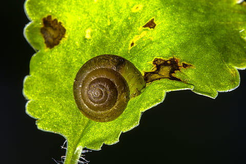 siput, cangkang, kering, kaku, siput, kulit, kering dan kaku, alam, makro, hewan, merapatkan, daun, menanam, warna hijau, berlendir, gastropoda, moluska, serangga, spiral, satu binatang, tema binatang, binatang di alam liar, satwa liar hewan, bagian tanaman, tidak ada orang, latar belakang hitam, invertebrata, tembakan studio, kulit binatang, 4K, CC0, domain publik, bebas royalti