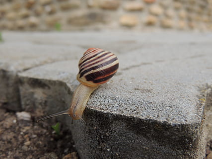 Schnecke, Muschel, Pflasterung, Makro, Weichtier, Tier, Gastropode, Schale, Tierwelt, Tierthemen, ein Tier, wirbellos, Nahansicht, Tag, Tierhülle, Tiere in freier Wildbahn, Natur, solide, keine Leute, Fokus auf den Vordergrund, Rock, draußen, Tierkörperteil, 4K, CC0, gemeinfrei, lizenzfrei
