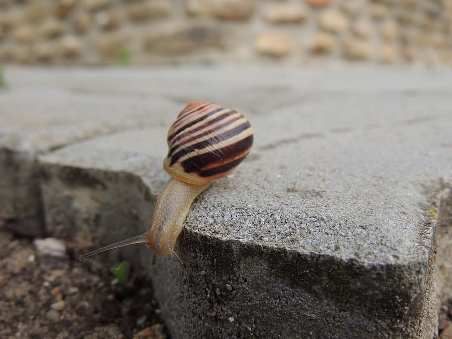 snegl, konk, brolægning, makro, mollusk, dyr, havsnegle, skal, dyreliv, dyre temaer, et dyr, hvirvelløse, tæt på, dag, dyreskal, dyr i naturen, natur, solid, ingen mennesker, fokus på forgrunden, klippe, udendørs, dyr kropsdel, 4K