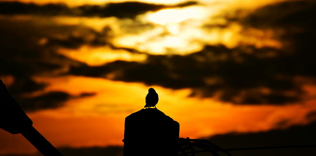 Silhouette, Vogel, Sonnenuntergang, wolkig, Sonnenuntergang Himmel, Himmel, Wolke, Orange, Sonnenaufgang, Dämmerung, Abend, glühen, schwarz, thront, Kamerun, Douala, kmertour, orange Farbe, wolke - himmel, Natur, Schönheit in der Natur, draußen, Menschen, Szenen - Natur, Rückansicht, Sonnenlicht, hinterleuchtet, Fokus auf den Vordergrund, die Architektur, Lebensstile, Blick auf Ansicht, 5K, CC0, gemeinfrei, lizenzfrei