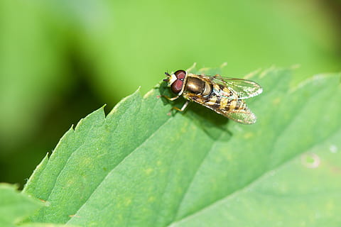volare, hoverfly, insetto, animale, pianta, foglia, seduta, linguetta, giardino, invertebrato, fauna selvatica, temi animali, animali allo stato selvatico, un animale, parte vegetale, avvicinamento, colore verde, natura, bellezza nella natura, ala animale, crescita, nessuno, giorno, mosca domestica, all'aperto, 1080P, CC0, dominio pubblico, privo di copyright