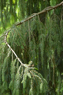 Bough, Bend, Pine, nature, forest, tree, outdoors, woodland, green Color, plant, branch, no People, day, land, growth, beauty in nature, tranquility, non-urban scene, focus on foreground, close-up, plant part, rainforest, lush foliage, pine tree, evergreen tree, pine woodland, coniferous tree, tropical rainforest, bamboo - plant, 5K, CC0, public domain, royalty free
