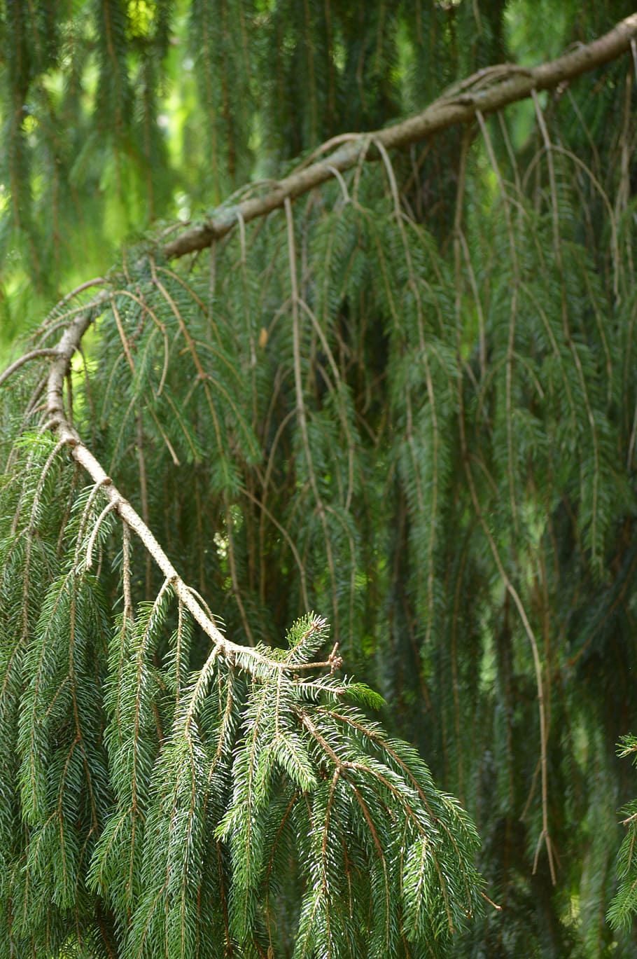 branca, doblar, pi, naturalesa, bosc, arbre, a l'aire lliure, color verd, planta, cap gent, dia, terra, creixement, bellesa a la natura, tranquil·litat, escena no urbana, centrar-se en primer pla, primer pla, part de la planta, selva tropical, exuberant fullatge, arbre de fulla perenne, bosc de pi, arbre de coníferes, pluja tropical, bambú - planta, 5K