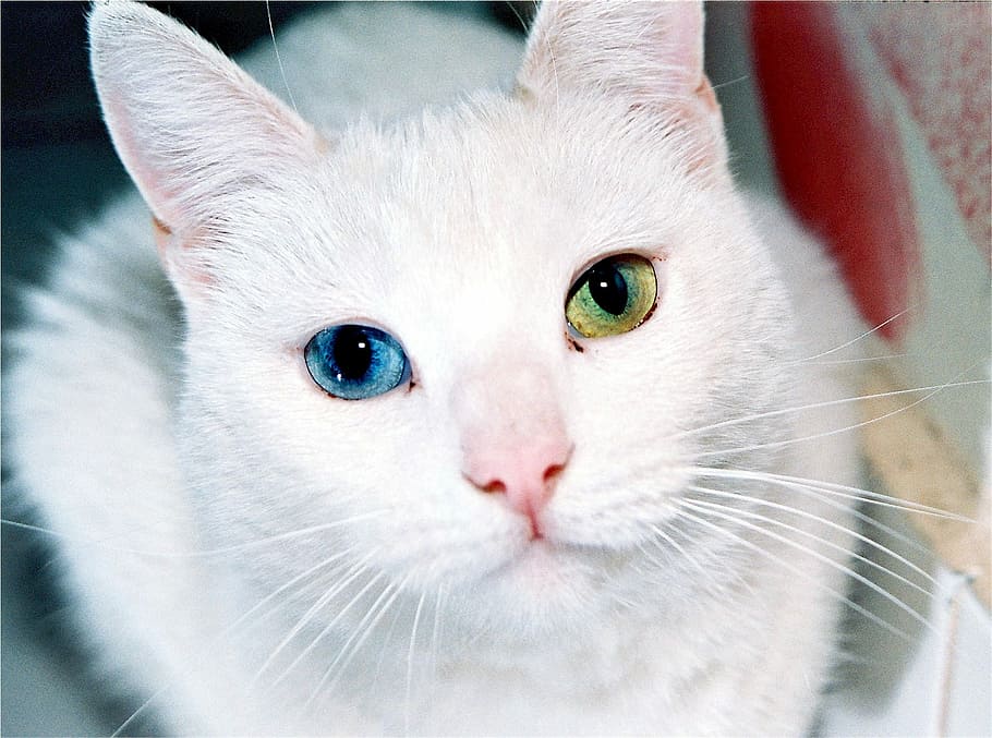 poc profund, focalitzar la fotografia, blanc, gat, enfocament poc profund, fotografia, gat blanc, ulls, senar, diferent, colors, felí, heterocromia, pelut, tallar, intrigant, cridaner, mutant, gat domèstic, mascotes, animals domèstics, Color blanc, bonic, nacional, mamífer, temes d'animals, animal, un animal, mirant la càmera, vertebrats, retrat, primer pla, bigotis, part del cos dels animals, cap gent, ull, cap d’animals, ull d’animals, musell, 1080P