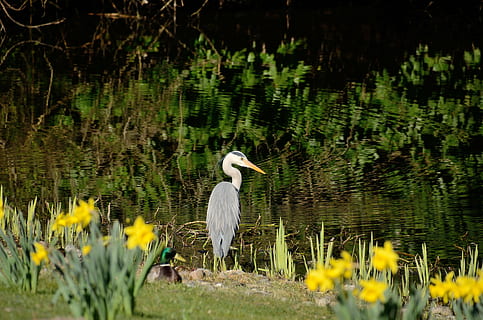 Graureiher, Reiher, östlichen, Wasser, Tierthemen, Tiere in freier Wildbahn, See, Tierwelt, Tier, ein Tier, Vogel, Wirbeltier, Pflanze, Natur, Reflexion, Schönheit in der Natur, Tag, keine Leute, Wasservogel, selektiver Fokus, draußen, 4K, CC0, gemeinfrei, lizenzfrei
