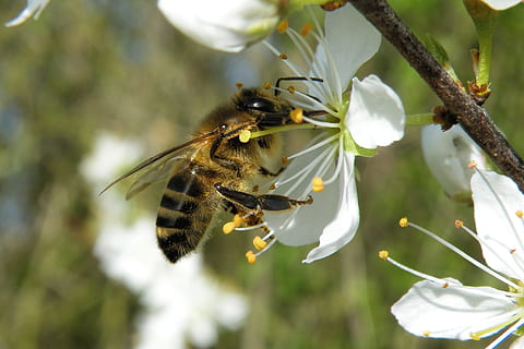 Gelb, schwarz, Biene, Weiß, Blume, weiße Blume, blühen, Insekt, Frühling, blühender Zweig, Natur, Tierthemen, ein Tier, Tiere in freier Wildbahn, Fokus auf den Vordergrund, Tier, Tierwelt, wirbellos, Pflanze, Schönheit in der Natur, Nahansicht, Wachstum, Zerbrechlichkeit, keine Leute, blühende Pflanze, Tag, Frische, Blütenkopf, Bestäubung, Pollen, Hummel, 4K, CC0, gemeinfrei, lizenzfrei