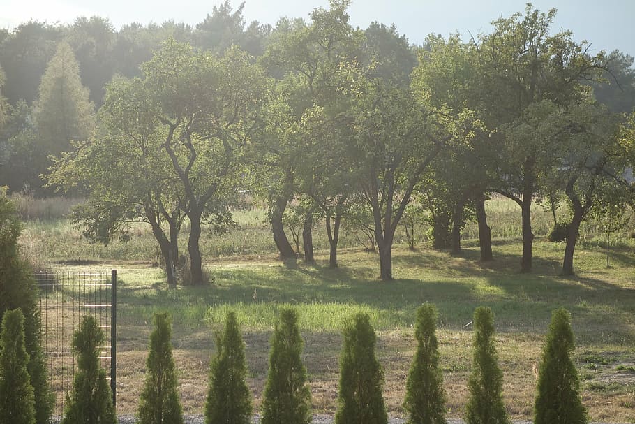 have, træ, blad, natur, landskab, grøn, plante, udsigt, parkere, løv, buskads, græs, ro, skønhed i naturen, rolig scene, vækst, jord, scenics - natur, Mark, dag, ingen mennesker, sollys, grøn farve, ikke-urbane scene, miljø, hegn, udendørs, 4K