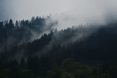 Foto, grøn, Skov, mørk, himmel, gråtonebillede, tåge, landskabsfotografering, bjerg, Mark, træer, tåger, Sky, bjergside, natur, træ, scenics, landskab, udendørs, sky - himmel, vejr, regn, overskyet, ro, rolig scene, skønhed i naturen, plante, scenics - natur, jord, vækst, ingen mennesker, ikke-urbane scene, fyrretræ, miljø, dag, fyrreskov, nåletræ, eviggrønne træ, 4K, CC0, offentligt domæne, royaltyfrie