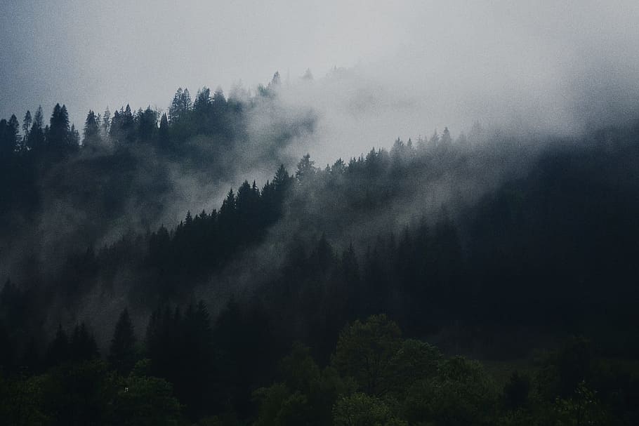 Foto, grøn, Skov, mørk, himmel, gråtonebillede, tåge, landskabsfotografering, bjerg, Mark, træer, tåger, Sky, bjergside, natur, træ, scenics, landskab, udendørs, sky - himmel, vejr, regn, overskyet, ro, rolig scene, skønhed i naturen, plante, scenics - natur, jord, vækst, ingen mennesker, ikke-urbane scene, fyrretræ, miljø, dag, fyrreskov, nåletræ, eviggrønne træ, 4K