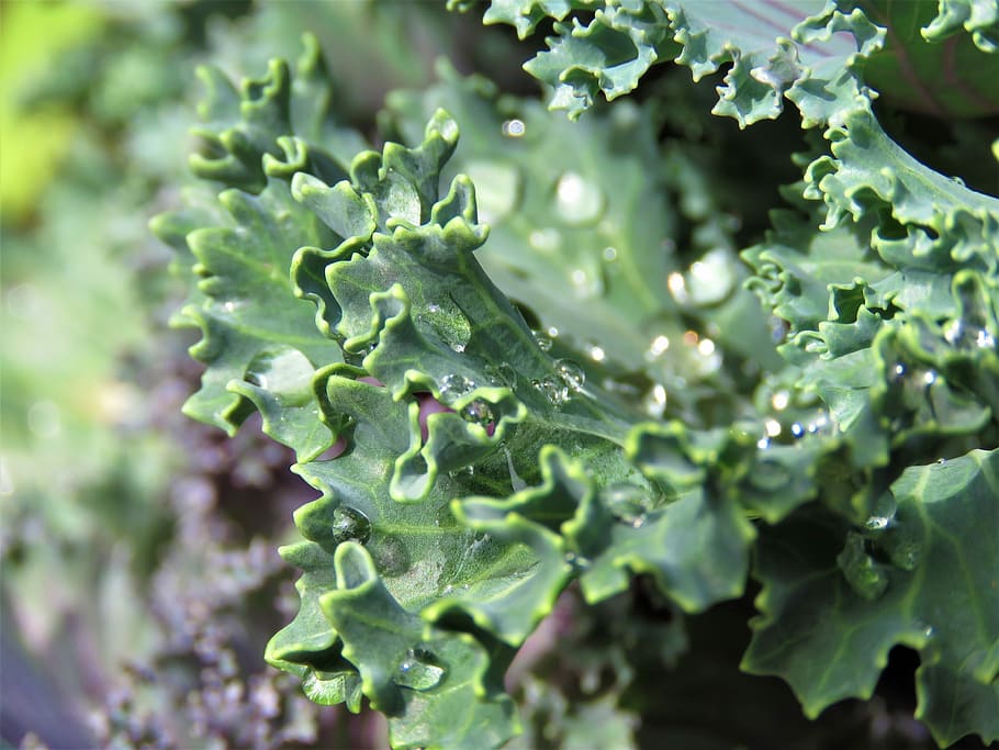 col rizada, flora, hoja, naturaleza, crecimiento, comida, vegetal, frescura, al aire libre, jardín, de cerca, verano, frondoso, color verde, comida y bebida, nadie, planta, alimentación saludable, bienestar, soltar, parte de la planta, belleza en la naturaleza, agua, día, centrarse en primer plano, comida vegetariana, Rocío, gota de agua, 4K