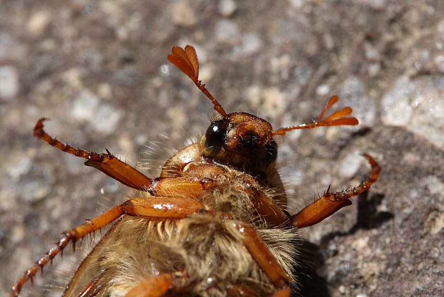 bille, insekt, makro, tæt, natur, dyr, dyr verden, have, dyre temaer, dyreliv, dyr i naturen, hvirvelløse, et dyr, tæt på, ingen mennesker, dag, klippe, udendørs, rock-objekt, dyr kropsdel, leddyr, solid, fokus på forgrunden, zoologi, 2K