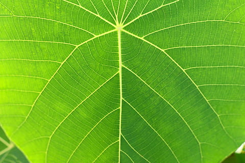 fulla verda, full, naturalesa, color verd, planta, frescor, primer pla, fons, patró, macro, estiu, vena de la fulla, botànica, medi ambient, arbre, textura, resum, part de la planta, marc complet, bellesa a la natura, cap gent, fragilitat, creixement, patró natural, vulnerabilitat, a l'aire lliure, fulles, directament a sota, efecte texturat, concèntric, lluminós, 1080P, CC0, domini públic, lliure de regalies
