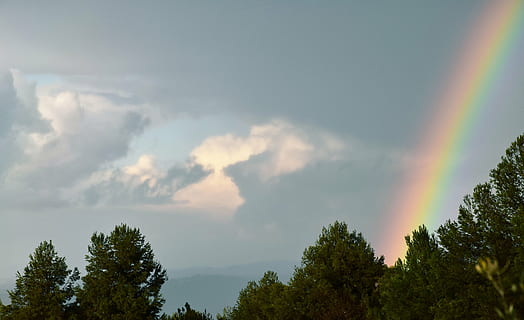 regnbue, træer, regnbuehimmel, træ, skønhed i naturen, himmel, scenics - natur, multi farvet, sky - himmel, ro, rolig scene, plante, ingen mennesker, idyllisk, natur, lav vinkel visning, ikke-urbane scene, naturligt fænomen, vækst, dag, udendørs, dobbelt regnbue, trætop, 4K, CC0, offentligt domæne, royaltyfrie