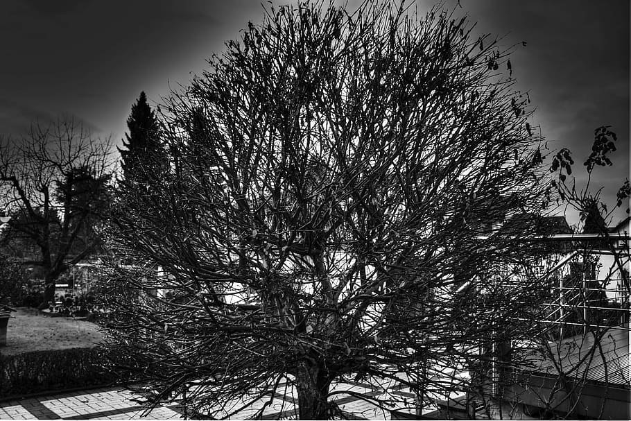 natur, vinter, træ, vinterlige, kold, vinterforkølelse, himmel, sne, kold temperatur, sner, ingen mennesker, plante, afdeling, lav vinkel visning, sky - himmel, bare træ, vækst, dag, udendørs, arkitektur, silhuet, skønhed i naturen, ro, bygning udvendig, skumring, scenics - natur, 1080P