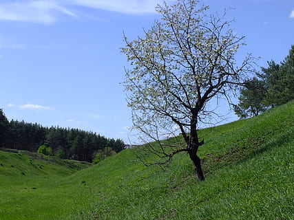 koks, raksturs, pavasarī, ainavu, koki, zied, dzīvo dabu, augu, debesis, miers, skaistums dabā, zeme, mierīga aina, zāli, jomā, vidi, skatuves - daba, zaļā krāsa, izaugsmi, ārpus pilsētas, dienā, nav cilvēku, mākonis - debesis, filiāle, ārā, izolēts, 2K, CC0, publiskais domēns, bez atlīdzības