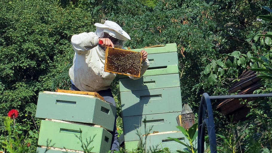 apicultor, abelles, insecte, rusc, naturalesa, mel, pinta, abella, mel d'abella, apicultura, colònia, bresca, agricultura, cera d'abelles, granja, eixam d'insectes, treball, pol·len, a l'aire lliure, planta, animal, temes d'animals, animals a la natura, fauna animal, dia, creixement, color verd, vertebrats, grup d’animals, ocell, cap gent, contenidor, camp, arbre, 1080P
