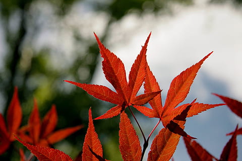 maple, leaves, red, fall, autumn, season, nature, leaf, fall leaves, october, foliage, colorful, orange, plant, decoration, forest, color, bright, texture, pattern, botany, plant part, close-up, change, beauty in nature, no people, focus on foreground, growth, outdoors, maple leaf, tree, day, orange color, flower, freshness, branch, soft focus, natural condition, 4K, CC0, public domain, royalty free
