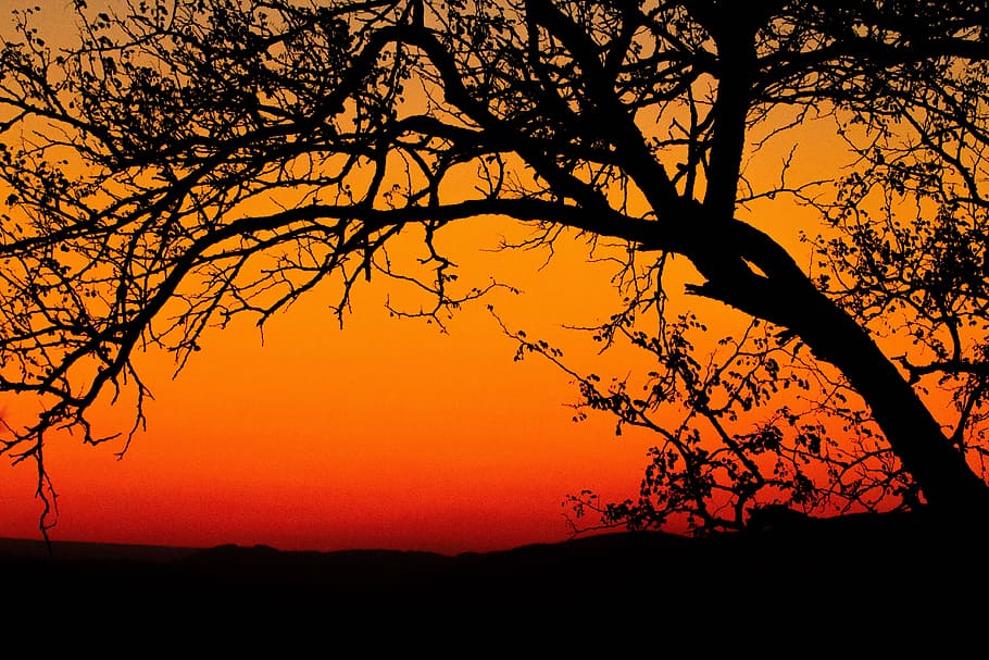 Dämmerung, Himmel, Sonnenuntergang, Sonnenaufgang, hinterleuchtet, Geäst, HD Wallpaper, Silhouette, Baum, Schönheit in der Natur, orange Farbe, Ruhe, Szenen - Natur, Pflanze, ruhige Szene, keine Leute, Natur, Ast, idyllisch, draußen, Landschaft, Nicht-städtische Szene, Umgebung, Sonne, Dramatischer Himmel, romantischer Himmel, 5K