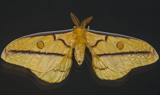 fotografia ravvicinata, giallo, falena, insetto, grande, nero, blu, antenna, modello, selvaggio, ala, Queensland, Australia, temi animali, animale, fauna selvatica, un animale, ala animale, sfondo nero, parte del corpo animale, girato in studio, avvicinamento, animali allo stato selvatico, invertebrato, nessuno, in casa, farfalla - insetto, mammifero, Marrone, arte e artigianato, testa di animale, occhio animale, 2K, CC0, dominio pubblico, privo di copyright