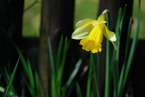 Pasqua, narciso, primavera, fiore, fiorire, primavera, fioritura, giallo, natura, fiore, pianta, colore verde, all'aperto, erba, estate, bellezza nella natura, avvicinamento, petalo, testa di fiore, stagione, foglia, fragilità, pianta fiorita, freschezza, vulnerabilità, infiorescenza, concentrarsi sulle conoscenze acquisite, crescita, nessuno, 2K, CC0, dominio pubblico, privo di copyright
