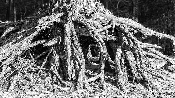 Baumwurzel, Wurzelsystem, Holz, Wurzel, Baum, Natur, Wald, Struktur, Schwarz und weiß, alt, obsolet, Geschichte, Antiquität, altmodisch, draußen, Tag, keine Leute, Kofferraum, Baumstamm, Seil, Pflanze, Land, Stärke, texturiert, Nahansicht, Ruhe, Rau, Holz - Material, gebunden, verheddert, Komplexität, 4K, CC0, gemeinfrei, lizenzfrei