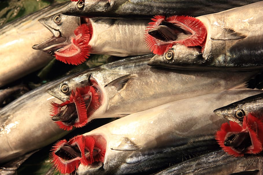 tacchino, Istanbul, fresco, pesce, branchie rosse, esotico, frutti di mare, vertebrato, animale, cibo, freschezza, cibo e bevande, mercato, in vendita, Al dettaglio, cibo crudo, nessuno, temperatura fredda, temi animali, benessere, gruppo di animali, mangiare sano, industria ittica, rosso, mercato del pesce, ghiaccio, cattura di pesce, 5K