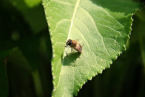 hoverfly, taklitçilik, Yaprak, yapı, Güneş, Bahçe, hareket, temiz, sinek, doğa, yaz, bitki bölümü, hayvan, hayvan temaları, omurgasız, böcek, hayvan yaban hayatı, yeşil renk, vahşi hayvanlar, bir hayvan, kapatmak, insansız, bitki, gün, yaprak damarı, açık havada, seçici odak, ön plana odaklanmak, büyüme, 2K, CC0, kamu malı, telif ücretsiz