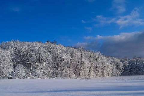 snow, trees, winter, cold, frost, nature, white, season, covered, ice, landscape, frozen, forest, natural, outdoor, blue, sky, clouds, sunlight, colorful, scenic, cold temperature, plant, tree, beauty in nature, scenics - nature, tranquil scene, tranquility, no people, white color, environment, cloud - sky, day, coniferous tree, 4K, CC0, public domain, royalty free
