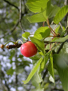 kirsebær, frugt, modning, smag, sød, rød, mad og drikke, træ, blad, vækst, grøn farve, sund kost, mad, plante, plante del, velvære, friskhed, fokus på forgrunden, natur, tæt på, afdeling, dag, ingen mennesker, skønhed i naturen, udendørs, moden, 1080P, CC0, offentligt domæne, royaltyfrie