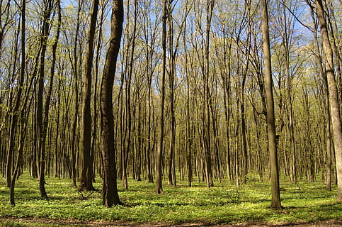 Forest, Spring, Nature, Trees, Greens, living nature, flowers, vacation, tree, outdoors, green Color, plant, woodland, landscape, branch, tree Trunk, leaf, season, scenics, summer, beauty In Nature, grass, rural Scene, springtime, growth, no People, pine tree, tranquility, land, trunk, tranquil scene, scenics - nature, day, non-urban scene, abundance, environment, bamboo - plant, 2K, CC0, public domain, royalty free