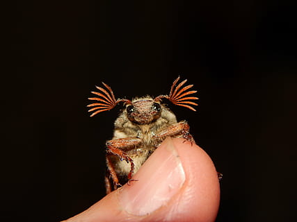 foto di colpo macro, coleottero di corna di piume, punta delle dita, insetto, Ciao, natura, orecchie, carina, divertimento, poste, animale, avvicinamento, parte del corpo umano, mano, mano umana, un animale, una persona, fauna selvatica, detenzione, dito, sfondo nero, parte del corpo, dito umano, girato in studio, animali allo stato selvatico, vertebrato, lucertola, rettile, cura, arto umano, iguana, 4K, CC0, dominio pubblico, privo di copyright