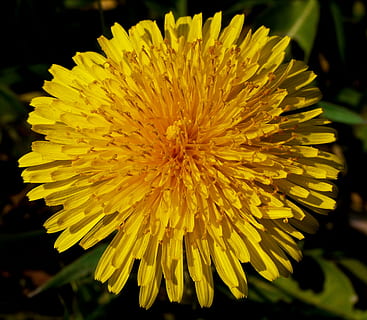 Löwenzahn, blühen, Komplex, Briefmarke, Staubblätter, Blume, Gelb, Makro, spitze Blume, Gras, schließen, blühende Pflanze, Blütenkopf, Blütenblatt, Blütenstand, Zerbrechlichkeit, Verletzlichkeit, Frische, Schönheit in der Natur, Pflanze, Wachstum, Nahansicht, Fokus auf den Vordergrund, Natur, keine Leute, Pollen, Tag, draußen, 2K, CC0, gemeinfrei, lizenzfrei