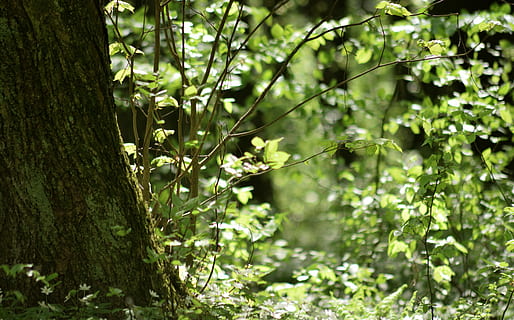 forest, spring, green, tree, foliage, plant, growth, nature, green color, leaf, plant part, focus on foreground, no people, land, beauty in nature, day, tree trunk, trunk, branch, outdoors, sunlight, tranquility, close-up, 5K, CC0, public domain, royalty free